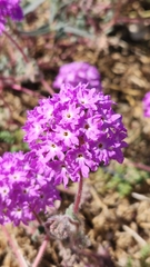Abronia villosa
