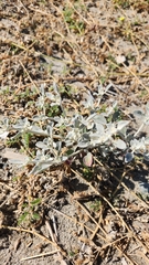 Tidestromia suffruticosa