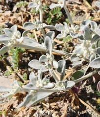 Tidestromia suffruticosa