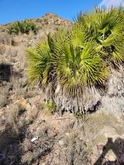 Psammodromus edwarsianus