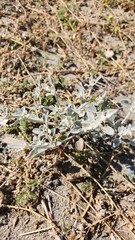 Tidestromia suffruticosa