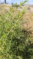 Ambrosia salsola