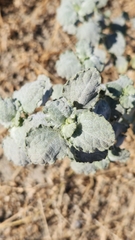 Dicoria canescens