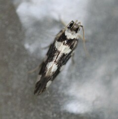 Macrobathra arrectella