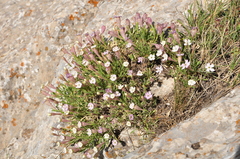 Silene brevicaulis
