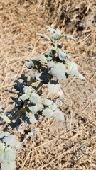 Dicoria canescens