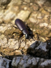 Alobates pensylvanicus