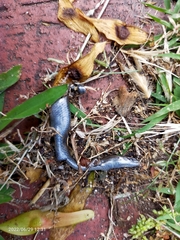 Ablepharus kitaibelii