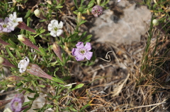 Silene brevicaulis