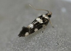 Macrobathra arrectella