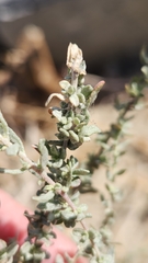 Atriplex polycarpa
