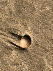 Cerastoderma edule
