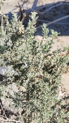 Atriplex polycarpa