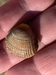 Cerastoderma edule