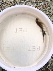 Branchinecta cornigera