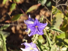 Solanum houstonii