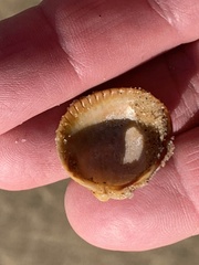 Cerastoderma edule