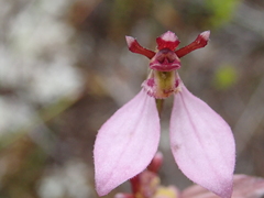 Eriochilus cucullatus