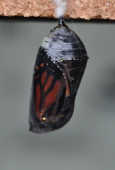 Danaus plexippus