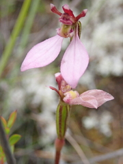 Eriochilus cucullatus