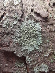 Phaeophyscia orbicularis