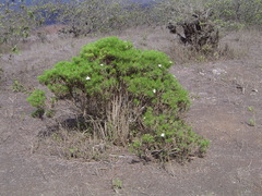 Darwiniothamnus tenuifolius
