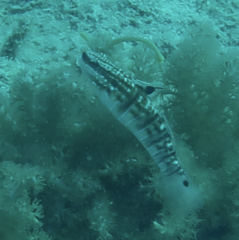 Amblygobius phalaena