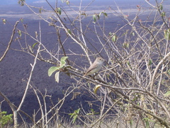 Myiarchus magnirostris