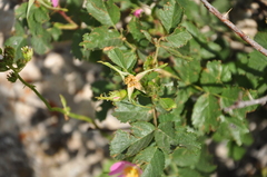 Rosa pulverulenta