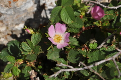 Rosa pulverulenta
