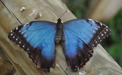 Morpho