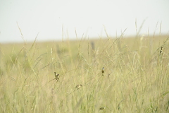 Sporophila palustris