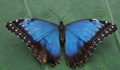 Morpho