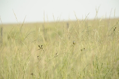 Sporophila palustris