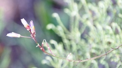 Heliophila linearis linearifolia