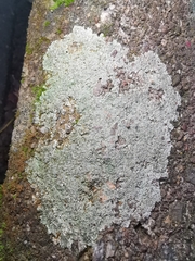 Protoparmeliopsis muralis