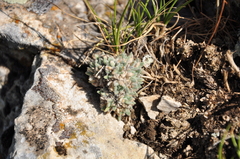 Draba rosularis
