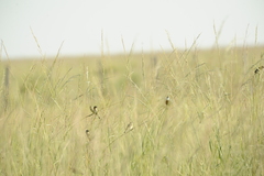 Sporophila palustris