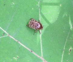 Euphoria leucographa