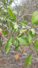Ximenia