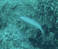 Ptereleotris microlepis