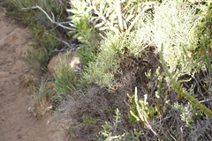 Heliophila linearis linearifolia
