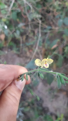 Henrya insularis