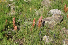 Orobanche kurdica