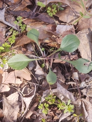 Packera obovata