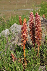 Orobanche kurdica