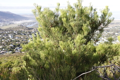Hakea drupacea