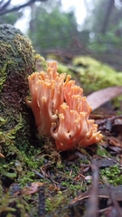 Ramaria anziana