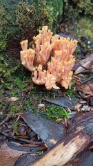 Ramaria anziana