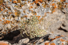 Draba rosularis